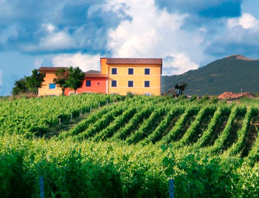 TENUTA GRIMALDI WINERY